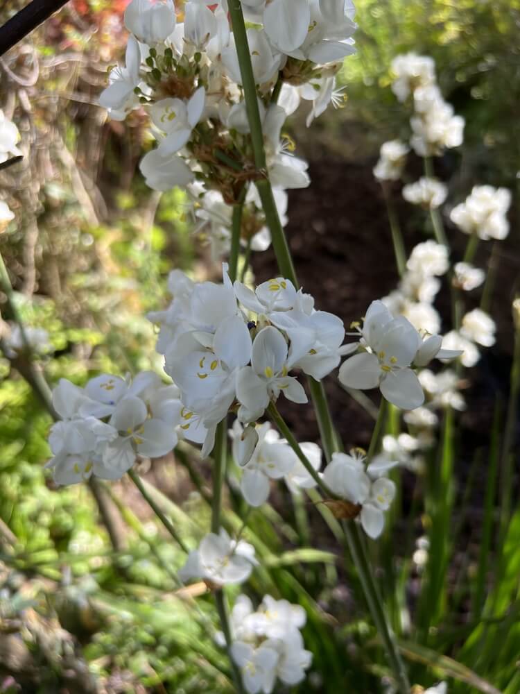 Libertia 'Gold Finger' 8" Pot features clusters of small white flowers on tall green stems, complemented by lush foliage—ideal for adding brightness to a sunlit garden.