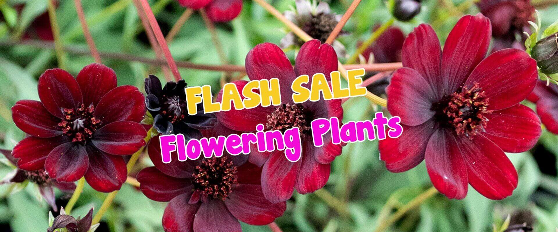 Dark red flowering plants with green foliage in the background; overlaid text reads "FLASH SALE Flowering Plants" in yellow and pink letters, perfect for a plant auction sale event.