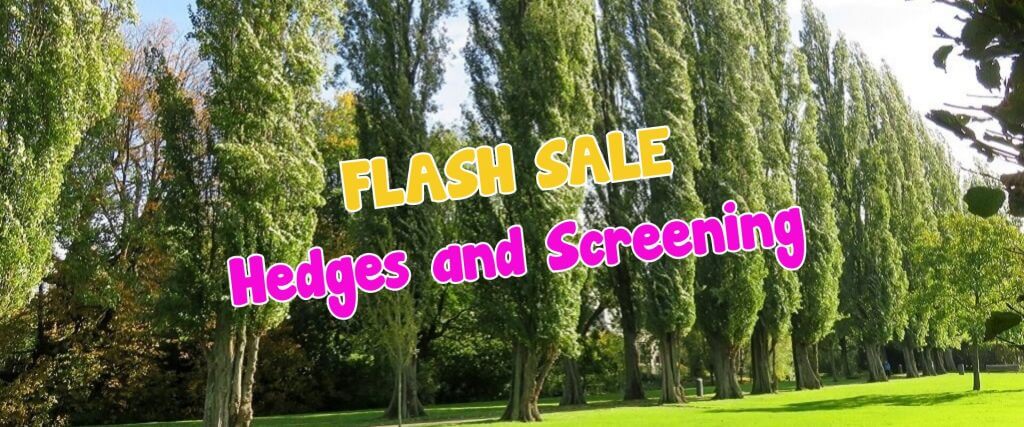 Tall green hedges and trees line a bright, grassy area; overlaid text reads "FLASH SALE Hedges and Screening—perfect picks from our plant auction sale" in yellow and pink letters.