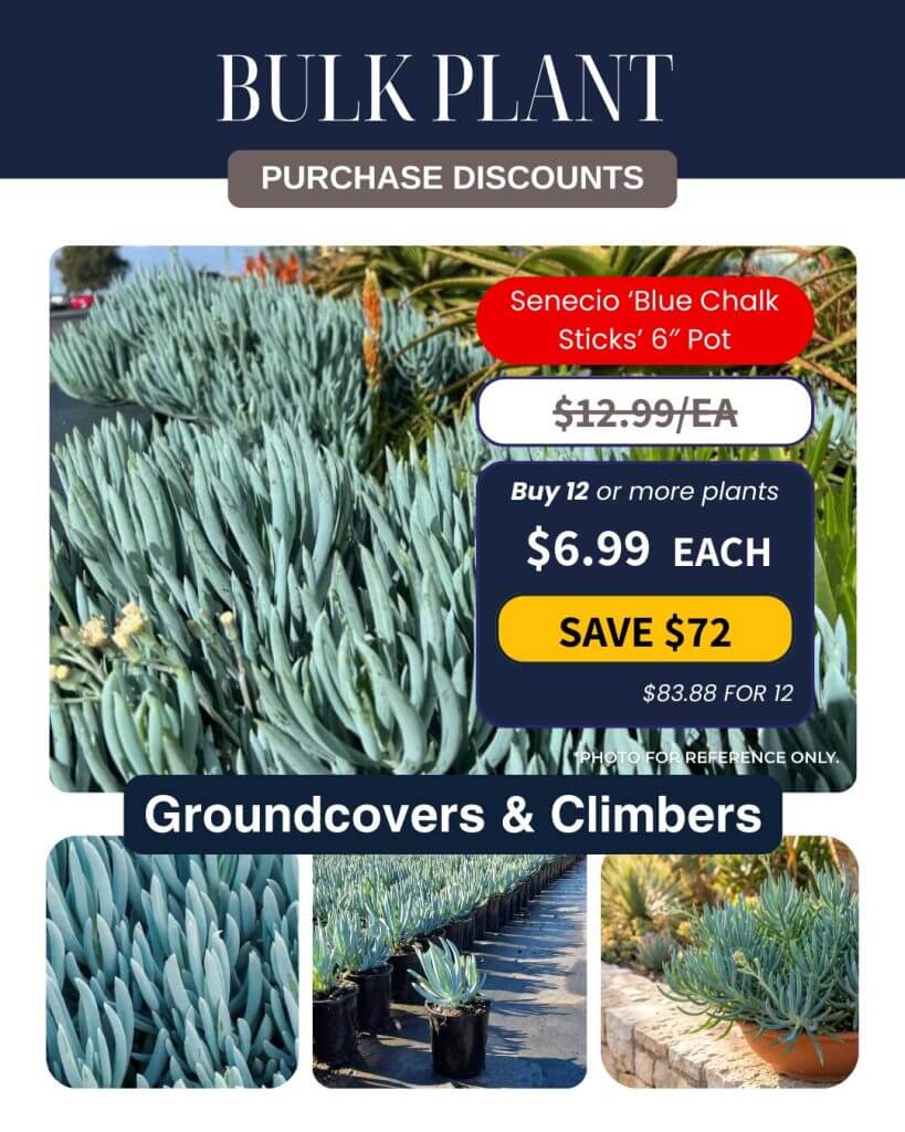 Display advertising bulk plant purchase discounts for Senecio 'Blue Chalk Sticks' 15cm pots, featuring images of the plant and pricing details for groundcovers and climbers.