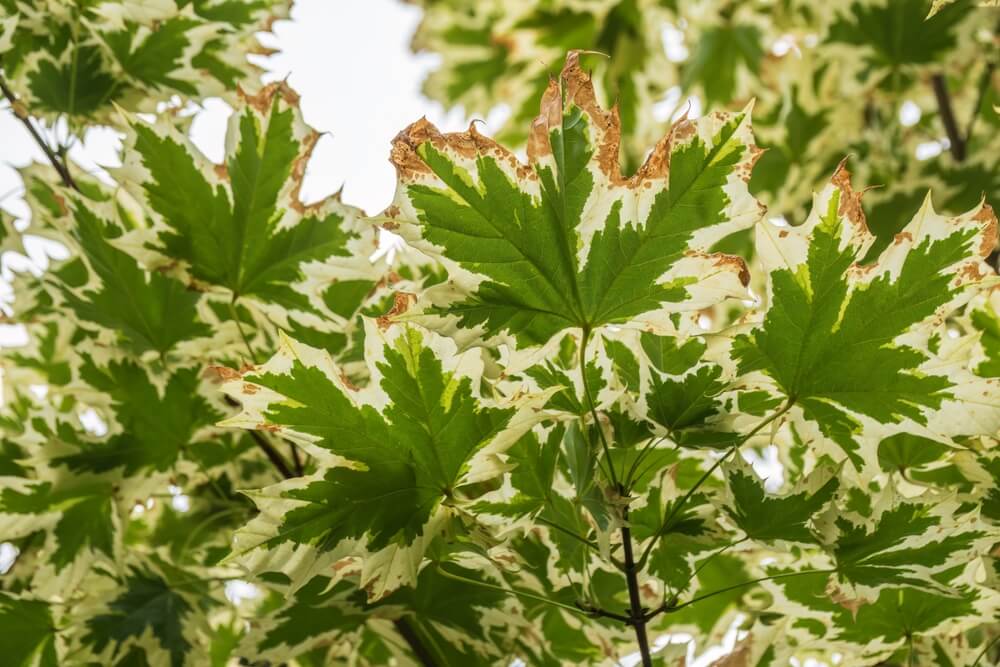 Rare & Unusual Maples