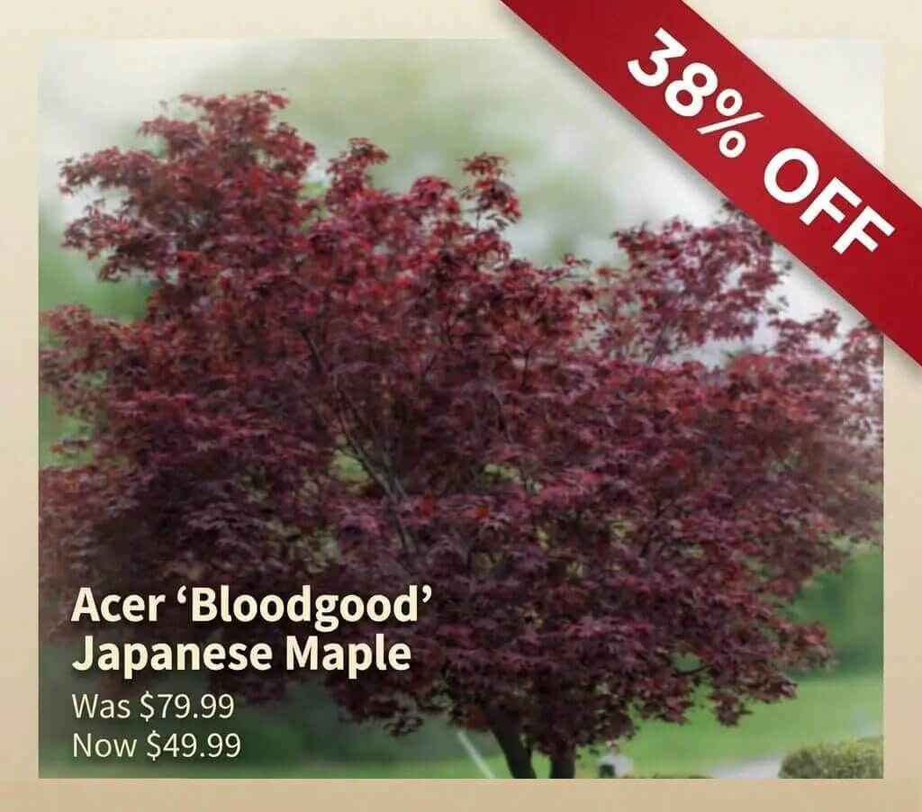 Acer 'Bloodgood' Japanese Maple tree with deep red leaves—Japanese Garden Exclusive; 38% off banner, was £79.99, now £49.99.