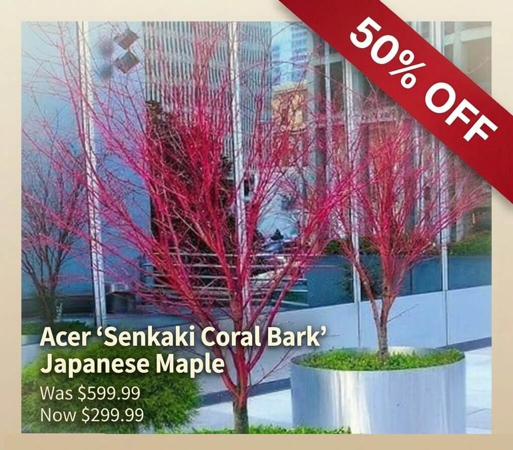 Acer 'Senkaki Coral Bark' Japanese Maple trees in planters on a city terrace—Japanese Garden Exclusive. Enjoy 50% off! Was £599.99, now just £299.99.