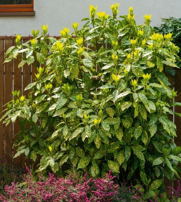 Rare & Unusual Shrubs