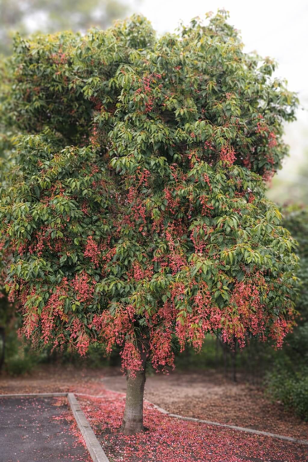 A tree with dense green foliage and clusters of small red berries, with many berries scattered on the ground around its trunk.