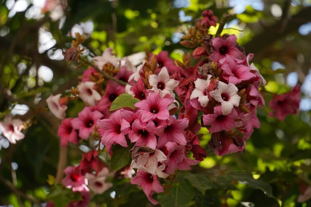 A cluster of pink and white trumpet-shaped flowers with dark centres, surrounded by green leaves, photographed outdoors in natural light.