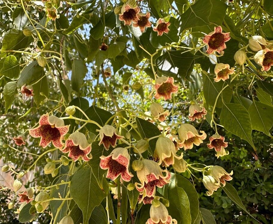 Rare & Unusual Plants