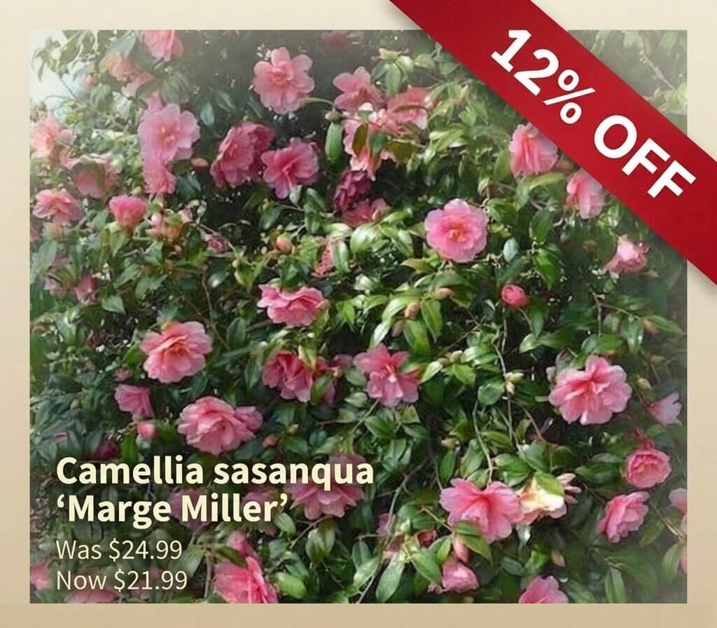 Camellia sasanqua ‘Marge Miller’—a Japanese Garden Exclusive—features pink blooms, now 12% off; price reduced from £24.99 to £21.99.