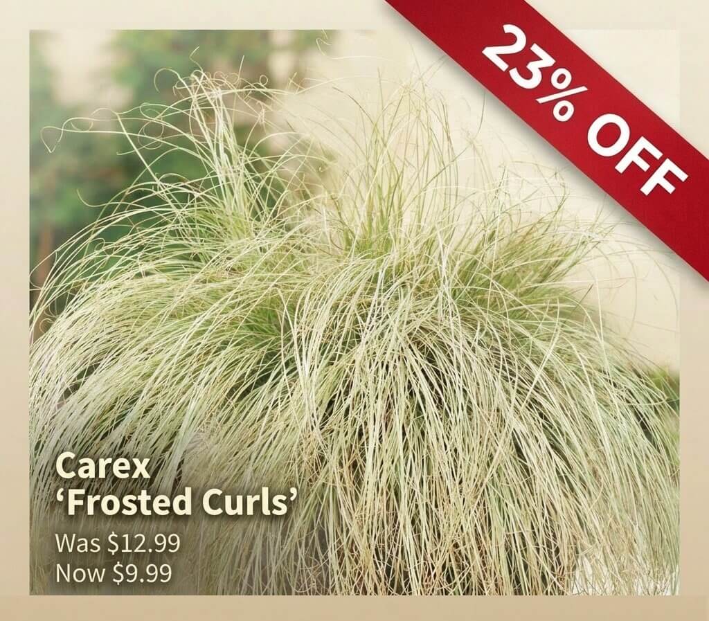 A Carex 'Frosted Curls' ornamental grass is shown with a red banner stating "23% OFF". Text notes the price drop from £12.99 to £9.99, featuring this Japanese Garden Exclusive for your unique landscape.