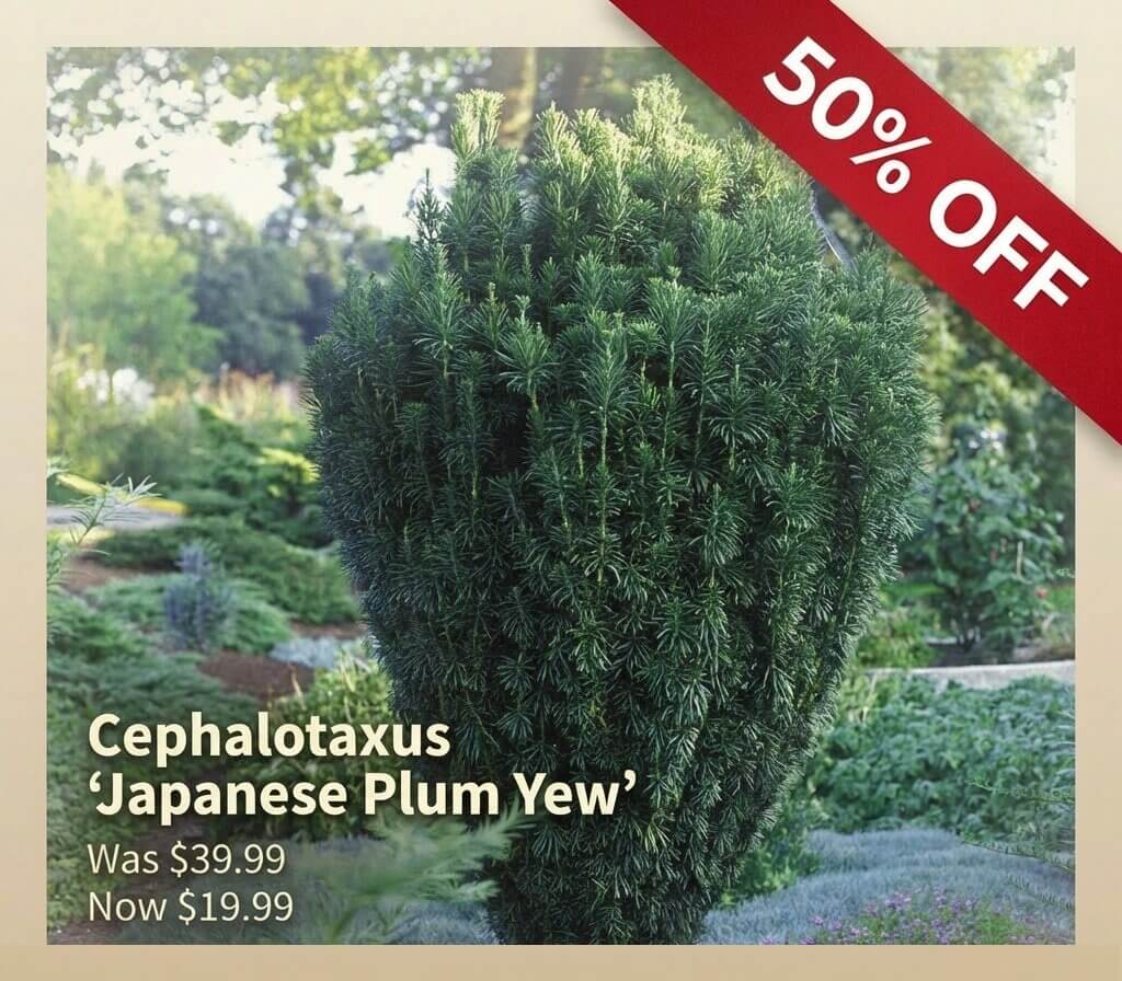 A Cephalotaxus 'Japanese Plum Yew' shrub in a Japanese Garden Exclusive sale, with text showing 50% off; original price £39.99, now just £19.99.