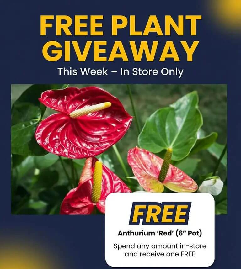 A promotional image from a Plant Nursery advertising a free Anthurium ‘Red’ plant giveaway in-store this week, featuring a close-up of vibrant red Anthurium flowers.