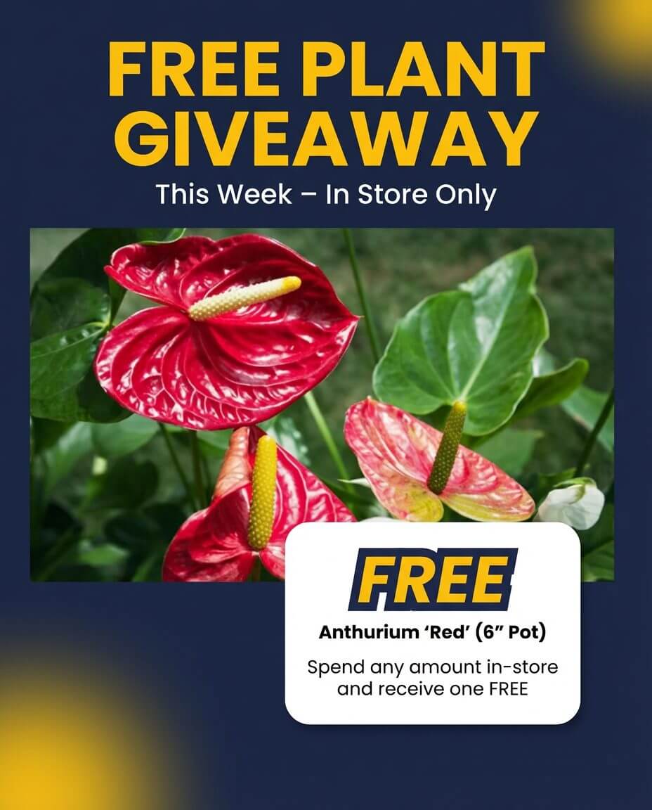 A promotional poster advertises a Holiday Plant Sale featuring a free Anthurium ‘Red’ plant giveaway, with a photo of the plant and details about the in-store offer.