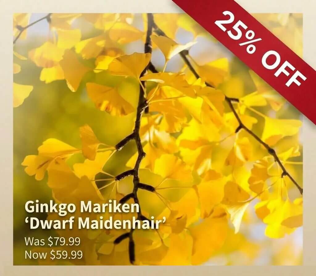 Branch of Ginkgo Mariken ‘Dwarf Maidenhair’ with yellow leaves—Japanese Garden Exclusive. 25% off banner, original price £79.99, sale price £59.99.