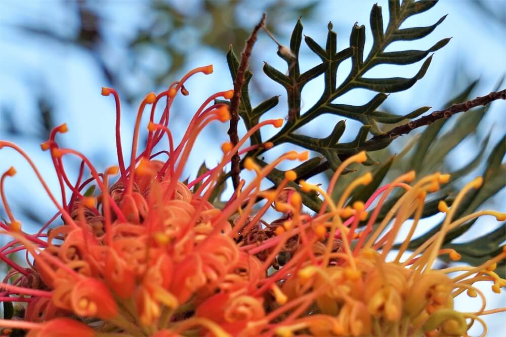 Close-up of bright orange and yellow grevillea flowers with green, fern-like leaves against a blue sky background.