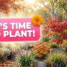 Potted plants and flowers in a sunlit garden. A pink sign in the foreground reads "IT'S TIME TO PLANT!" with an orange flower graphic, inviting you to join the Holiday Plant Sale.