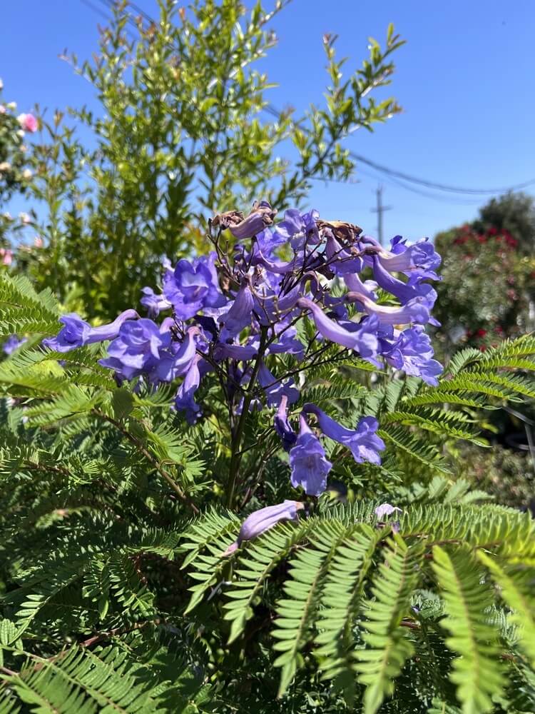 Cluster of purple jacaranda flowers with green fern-like leaves in sunlight, with trees and a clear blue sky in the background.