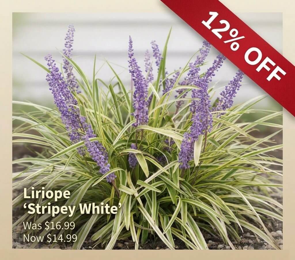Liriope 'Stripey White' plant with variegated leaves and purple flower spikes, now £14.99 (12% off, was £16.99). A Japanese Garden Exclusive perfect for adding elegance to your landscape.