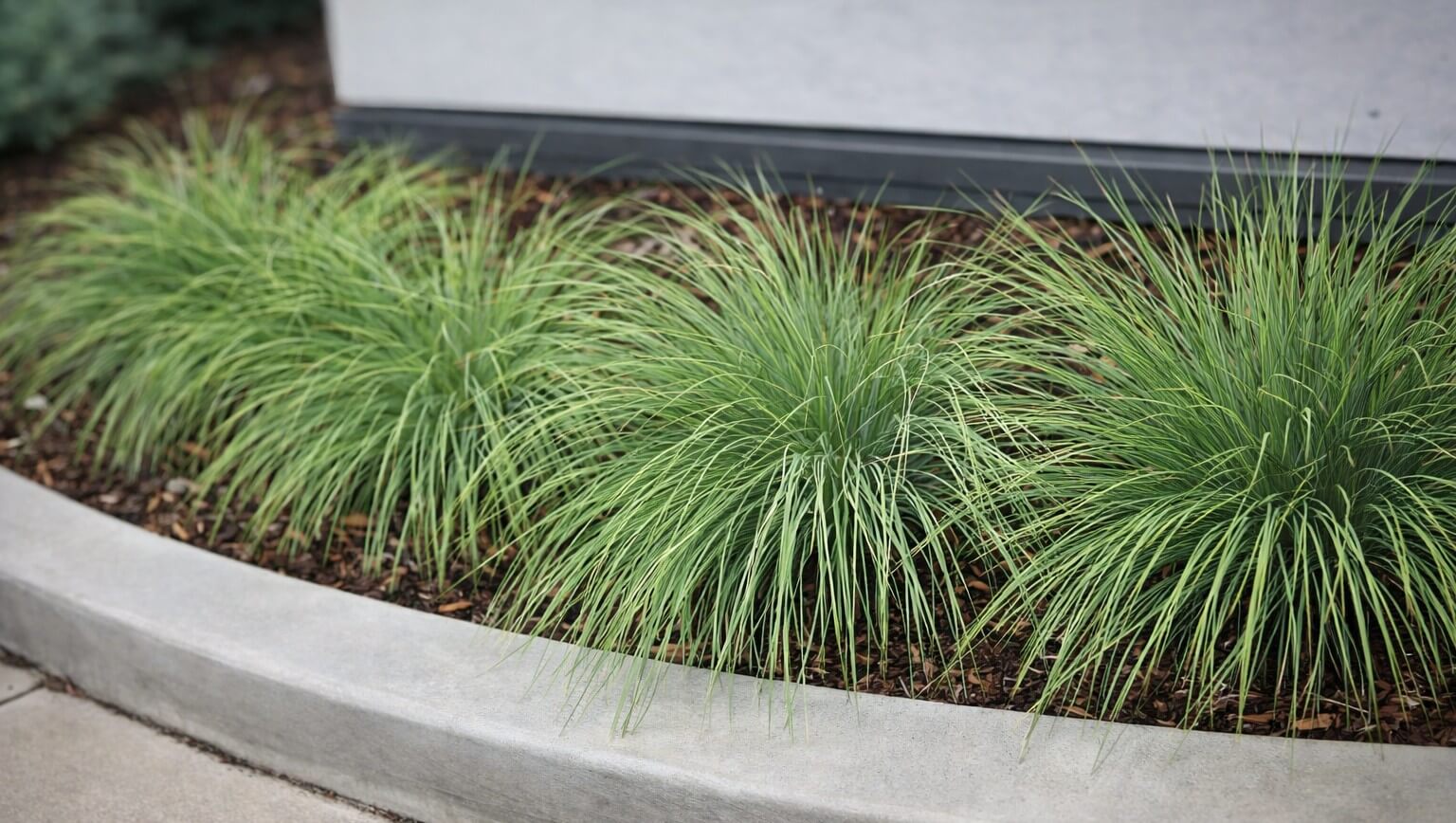 Ornamental grass plants growing in a row along a curved concrete border, surrounded by mulch.
