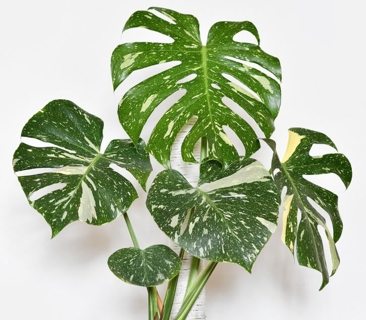 Rare & Unusual Indoors