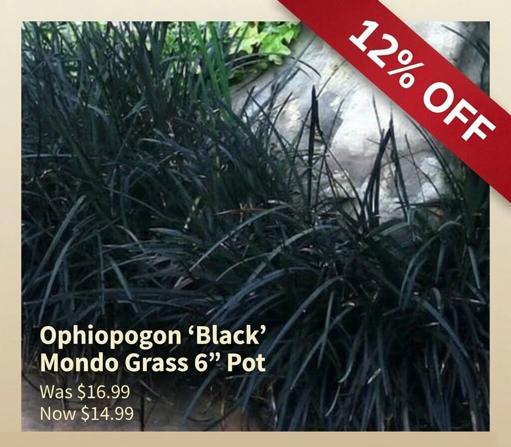 Black Mondo Grass plants in a garden bed with a banner showing 12% off; now just £14.99, down from £16.99 for a 15cm pot. A Japanese Garden Exclusive!.
