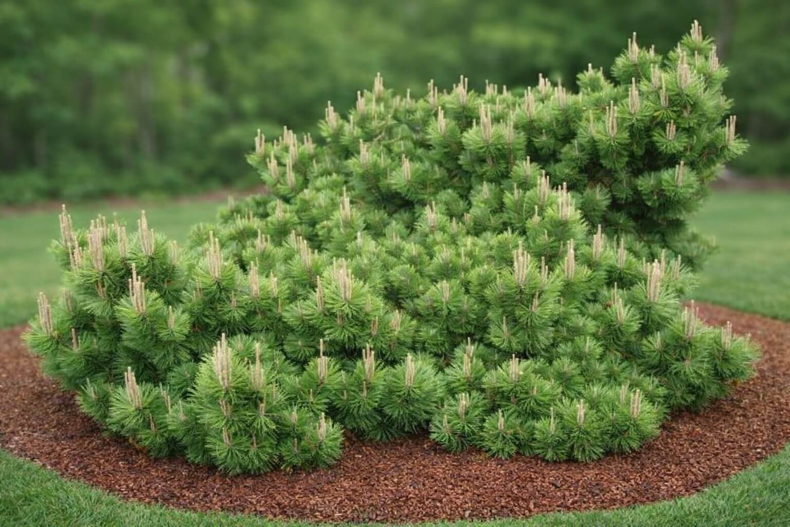 Dense, green pine shrub with new light-coloured growth, surrounded by a circular mulch bed, set against a grassy lawn and blurred trees in the background.