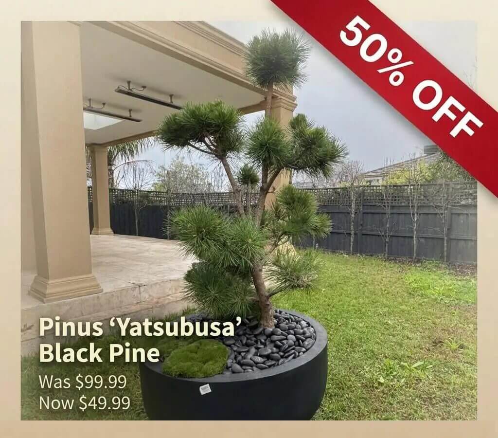 A potted Pinus 'Yatsubusa' Black Pine, a Japanese Garden Exclusive, sits on a patio beside grass—now 50% off at £49.99, down from £99.99.