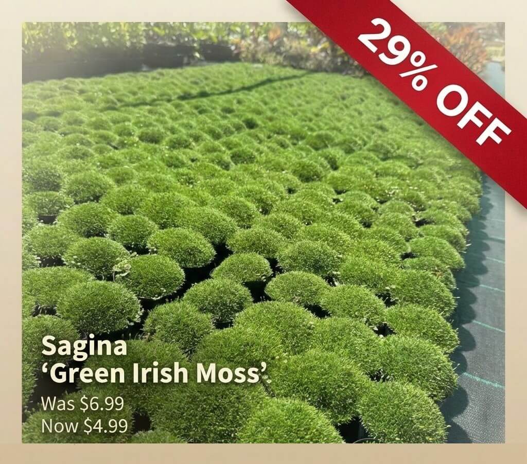 Trays of round, green Irish Moss plants are displayed for sale with a red banner showing 29% off. A Japanese Garden Exclusive, the text states original price £6.99, now £4.99.