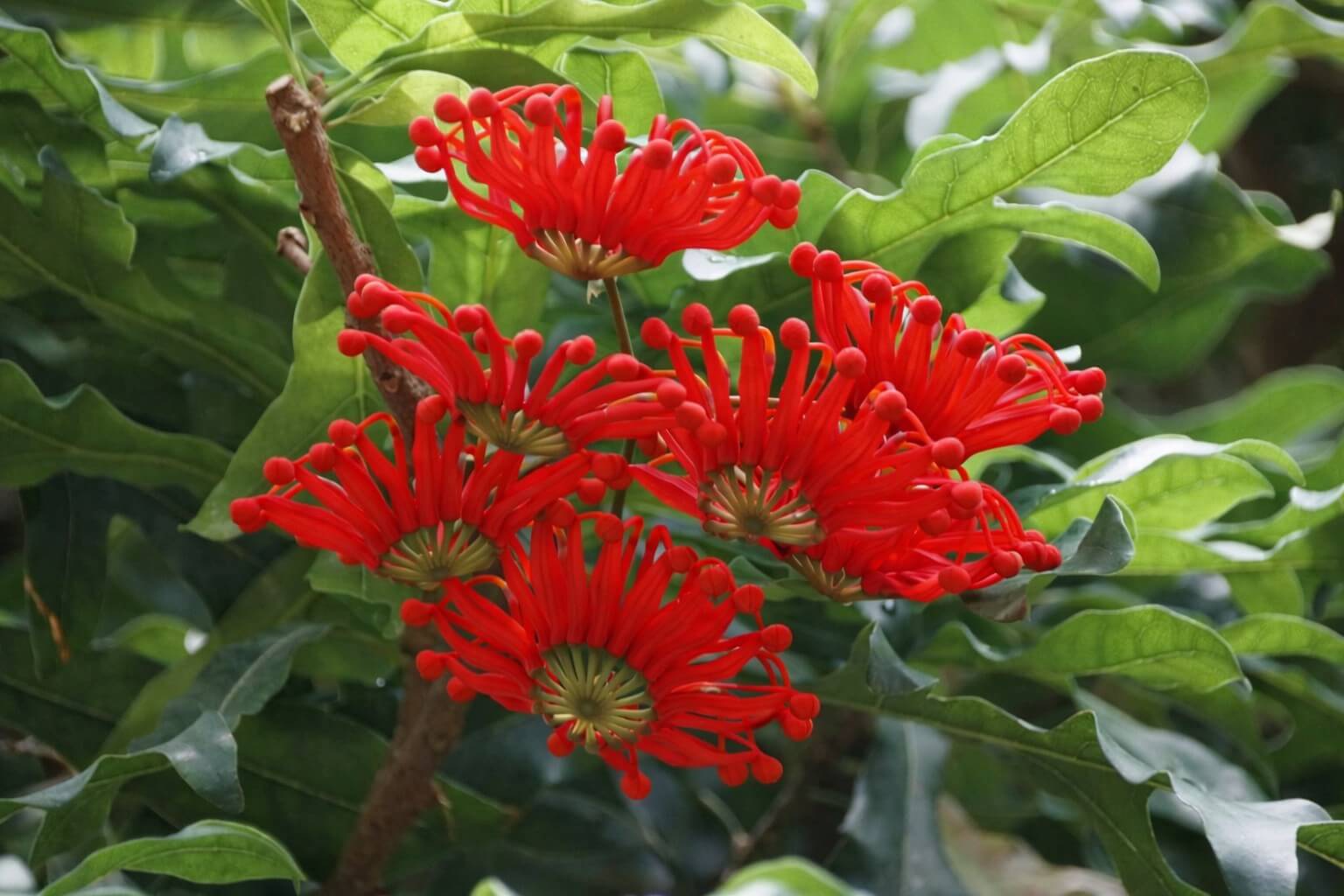 Bright red Australian waratah flowers bloom amid glossy green leaves.