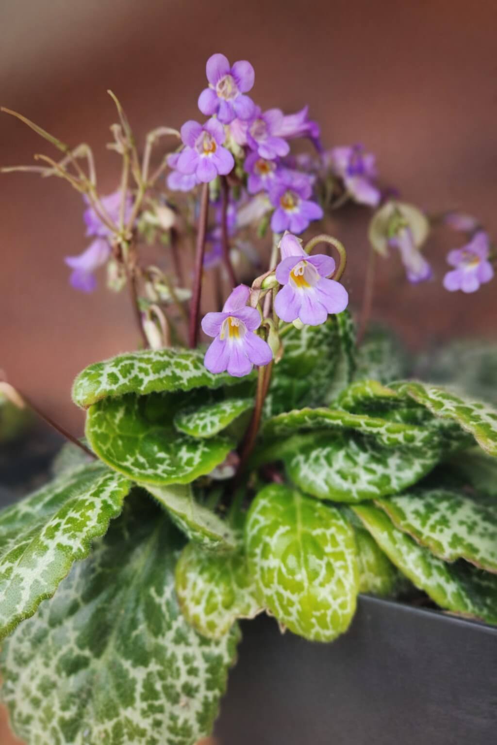A potted plant with variegated green leaves and small purple flowers on thin stems, set against a blurred brown background.