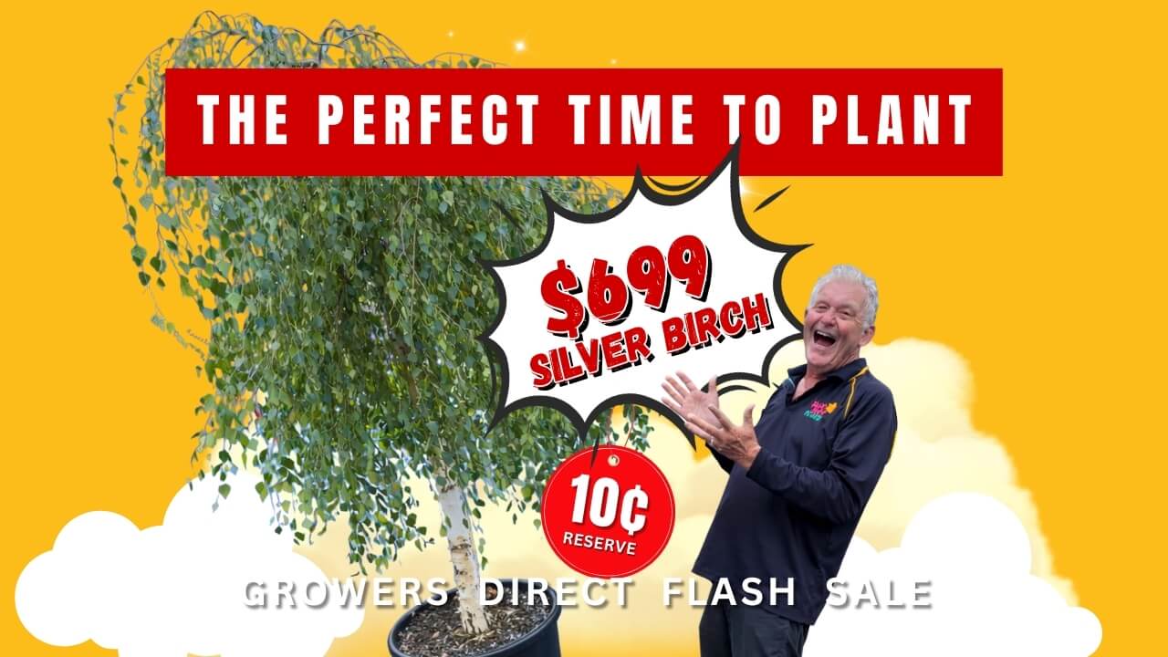A man gestures towards a large potted silver birch tree with a "£699 Silver Birch" price tag, promoting a grower's direct plant auction sale with a reserve fee of 10p.