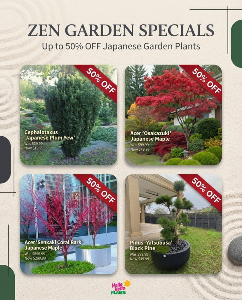 Promotional leaflet for our Holiday Plant Sale featuring four Japanese garden plants: Plum Yew, 'Osakazuki' Maple, 'Senkaki' Coral Bark Maple, and 'Yatsubusa' Black Pine—each marked 50% off.