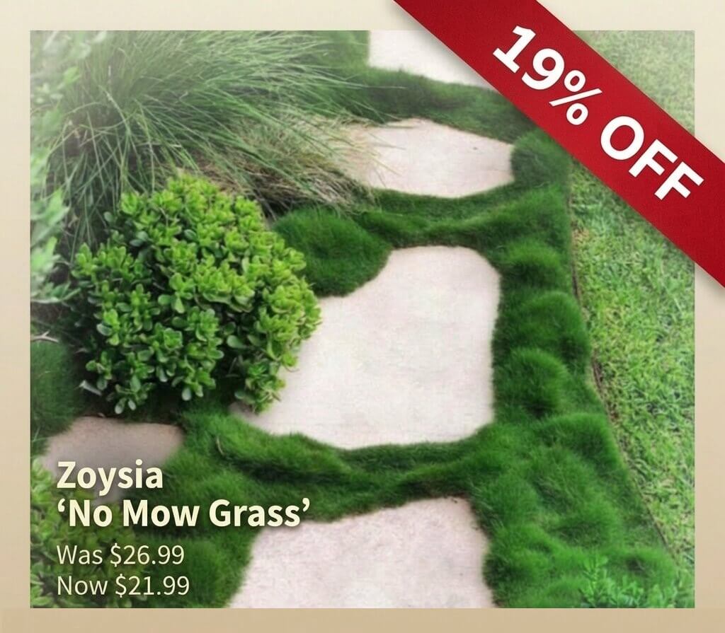Zoysia 'No Mow Grass'—a Japanese Garden Exclusive—planted between stone paving slabs with a 19% off banner; sale price reduced from £26.99 to £21.99.