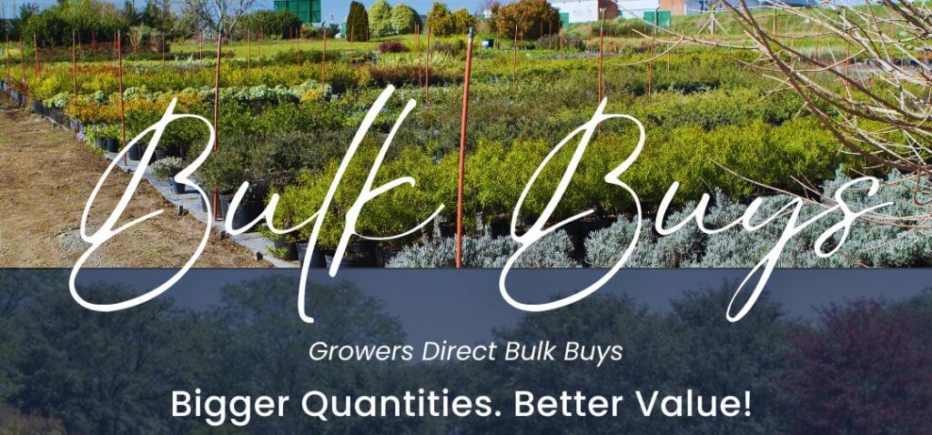 Rows of plants in a nursery with text overlay: "Bulk Buys. Growers Direct Bulk Plant Purchase. Larger Quantities. Better Value!.