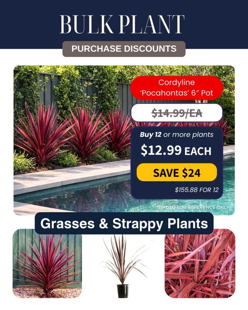 A row of red Cordyline 'Pocahontas' plants lines a pool, with Bulk Plant Purchase pricing and bulk discount information for 15-centimetre pots displayed.