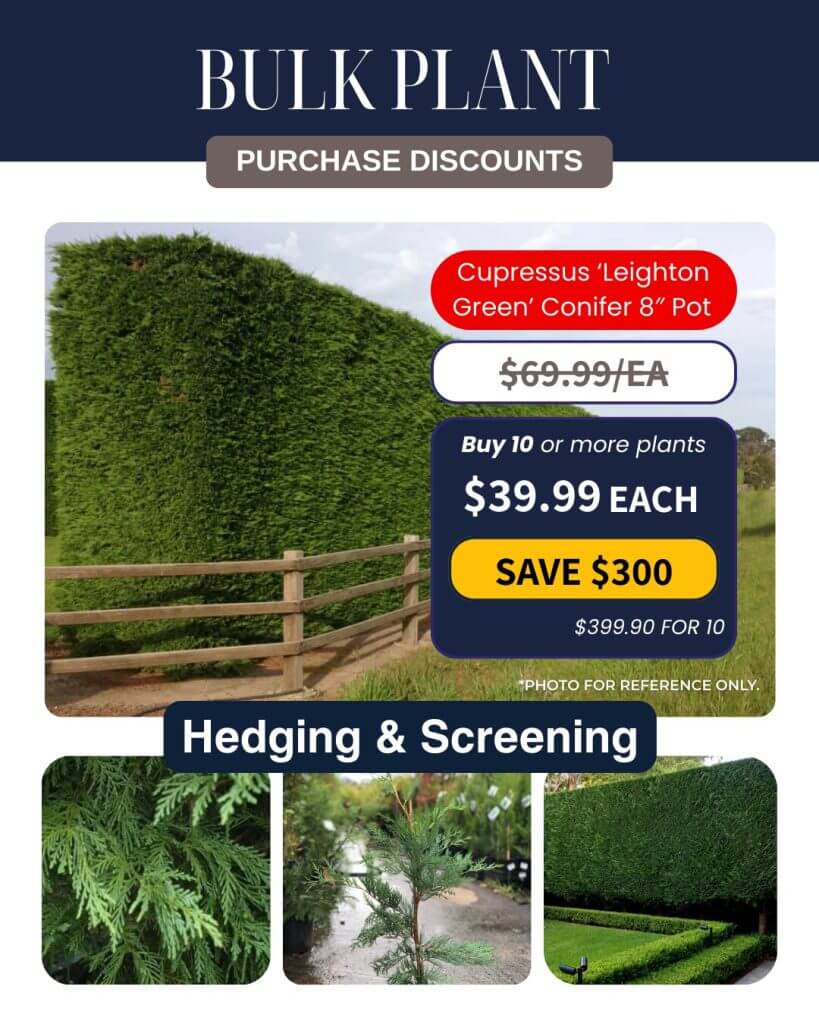 Promotional image for Cupressus 'Leighton Green' conifer, highlighting tall green hedges, bulk plant purchase discounts, and ideal uses for hedging and screening.