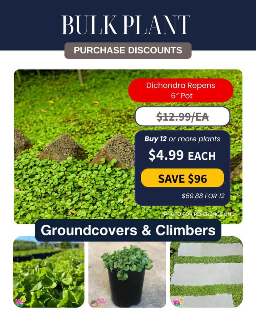 Bulk Plant Purchase special: Get discounts on Dichondra Repens in 15cm pots when you buy 12 or more. Perfect as groundcover—check out the lush plant images!.