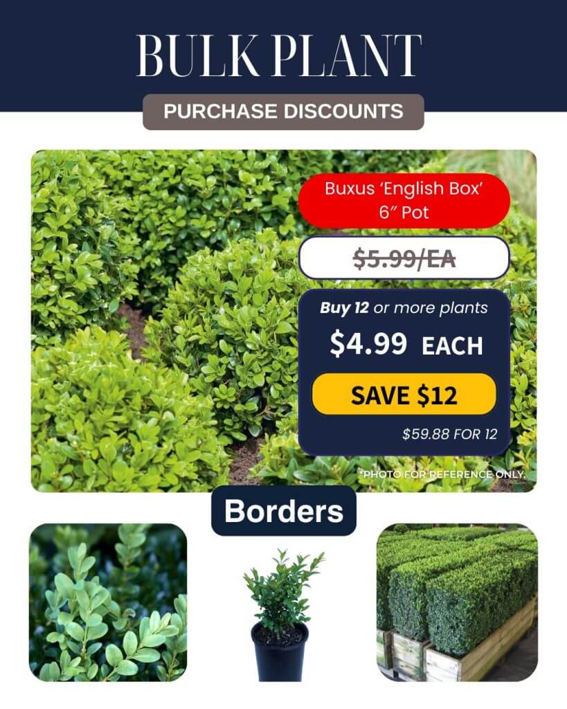 Promotional image for Bulk Plant Purchase of Buxus 'English Box' in 15cm pots, highlighting plant options, pricing discounts, and examples of boxwood borders.