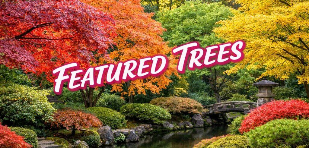 A Japanese Garden Exclusive: red, orange, yellow, and green trees surround a small stone bridge and lantern over a pond. Text reads "Featured Trees.