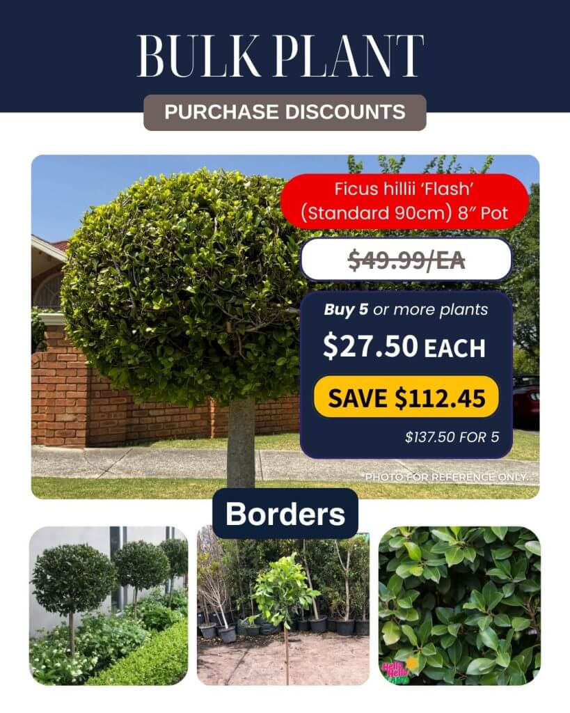 Promotional leaflet for Bulk Plant Purchase of Ficus hillii 'Flash' in 90cm, 8-inch pots, featuring reduced prices and photos of these stylish plants used as borders.