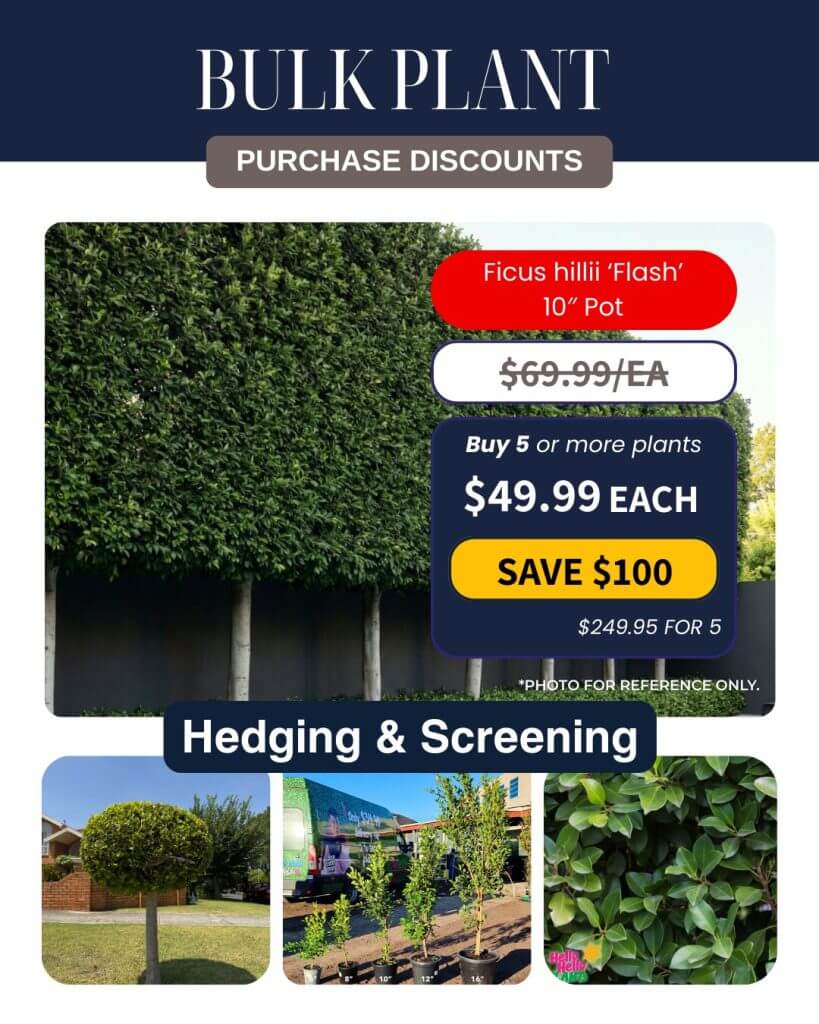 Promotional leaflet for Ficus hillii ‘Flash’ 10" pot with Bulk Plant Purchase discounts; features images of the tree used in hedging and screening.