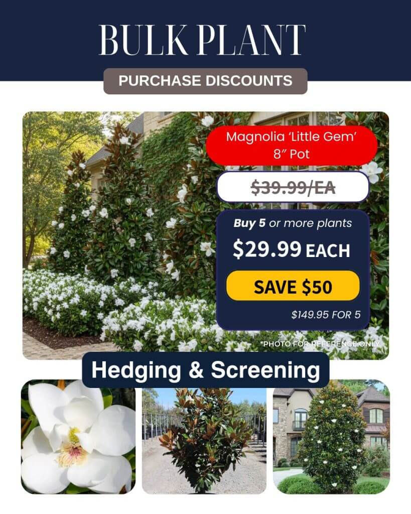 Bulk Plant Purchase special: Magnolia ‘Little Gem’ in 20-centimetre pots—ideal for hedging and screening. Enjoy discounted pricing and browse multiple images highlighting the lush plant and its beautiful flowers.