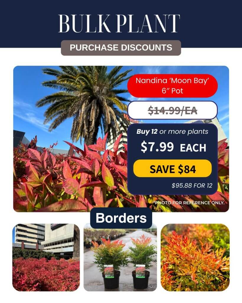 Promotional flyer highlighting Bulk Plant Purchase savings: Nandina 'Moon Bay' 15cm pots on sale for £7.99 each when you buy 12 or more, with images of the plant in landscaping and individual pots.