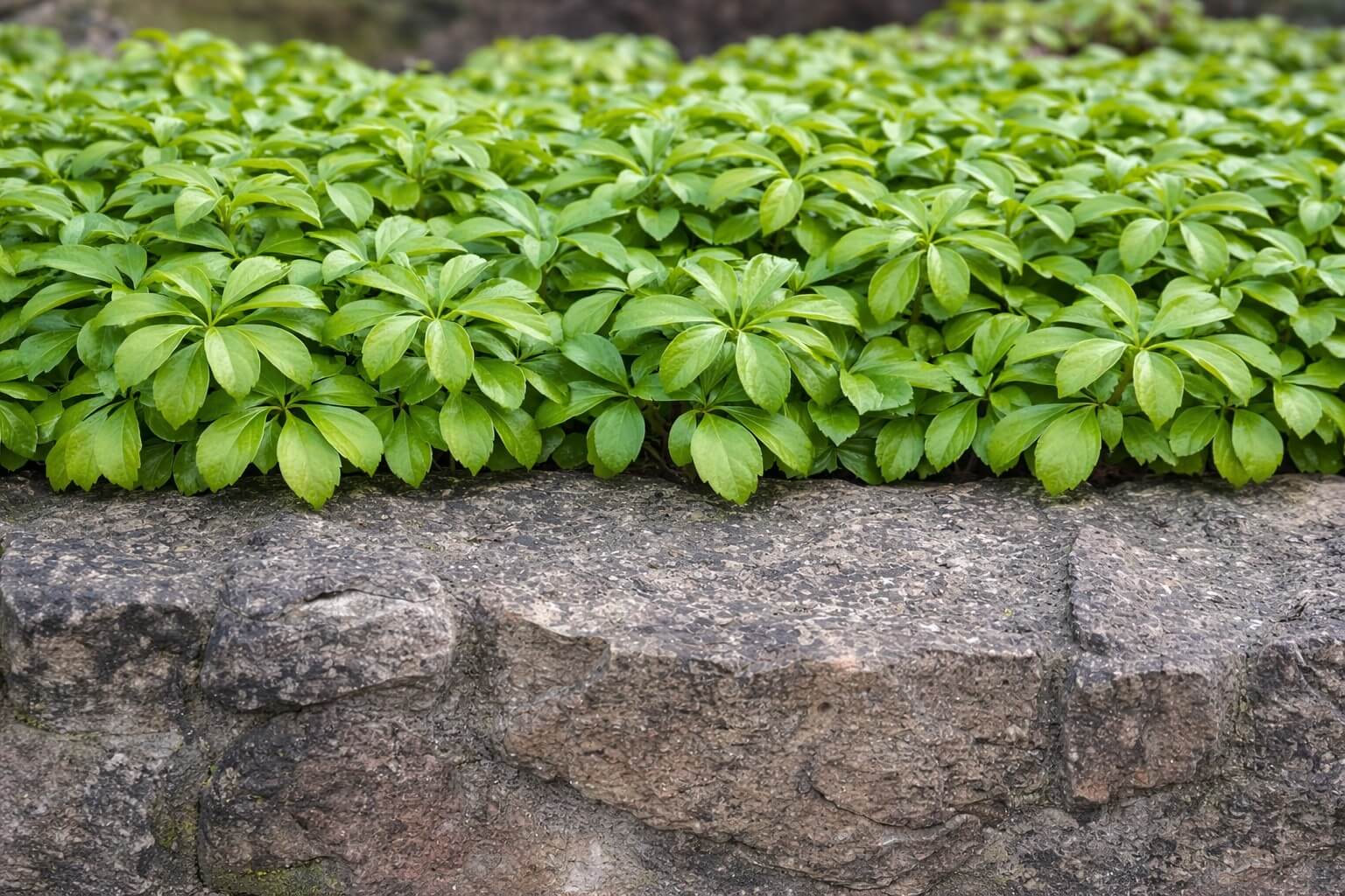 Rare & Unusual Groundcovers