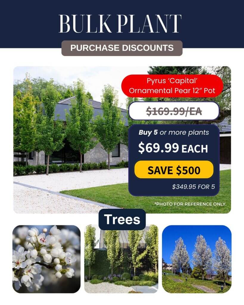 Promotion for Pyrus ‘Capital’ Ornamental Pear 12” pot with purchase discounts; ideal for Bulk Plant Purchase. Features images of trees and white blossoms in a beautifully landscaped garden.
