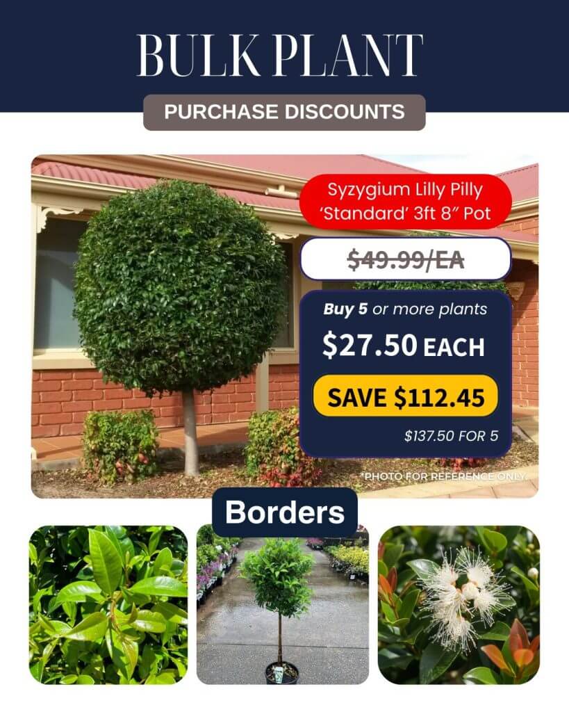 A Syzygium Lilly Pilly 'Standard' tree in front of a brick house, with inset photos of its leaves, flowers, and full form; Bulk Plant Purchase discount details displayed.