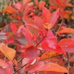 Close-up of a shrub with vibrant red and orange leaves, resembling the fiery hues of a Cotinus 'Flame' Smoke Bush, indicating the fall season.