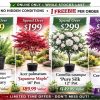 A promotional image showcases four potted Premium Plants—rosemary for £99, Japanese maple for £199, camellia for £299, and redbud for £399—each with labelled values and a Free Plants offer as an Online Exclusive.